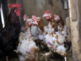 13-12-12-Aves-de-traspatio-.jpg