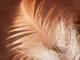 13-12-12-Perdida-de-plumas-.jpg