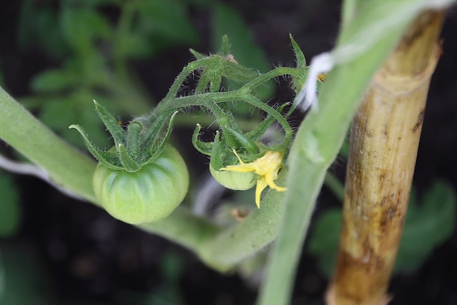 13%252520-%252520Tomates_suelo_2.JPG