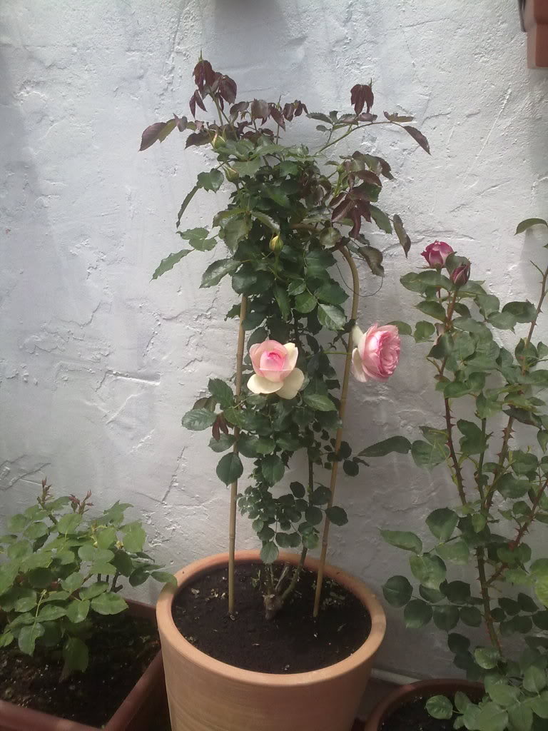 130520111869.jpg