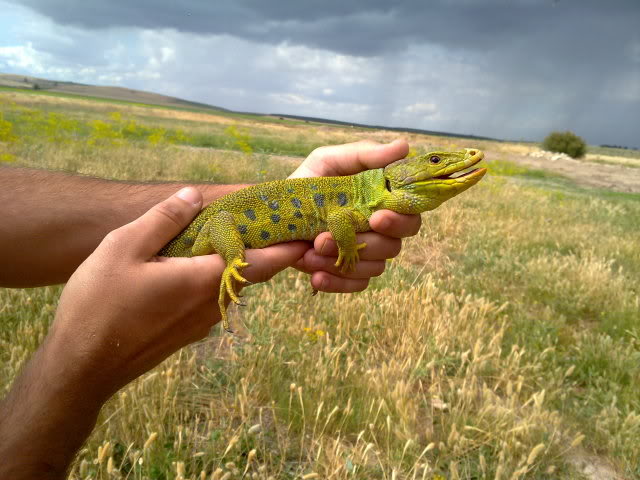 13062010379.jpg