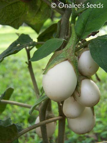 13064d1284944408-plantas-y-flores-curiosas-planta-gallina.jpg