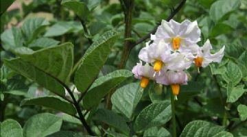 13082_b_flor_papa.jpg