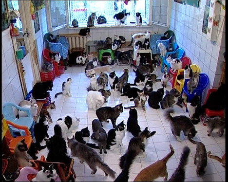 130cats_in_apartment.jpg