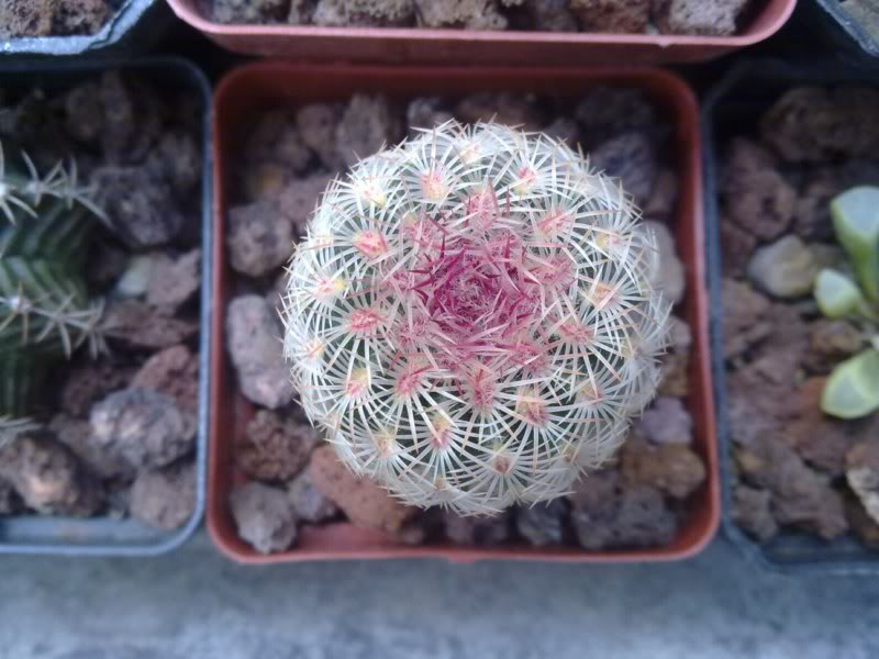 13112010004.jpg