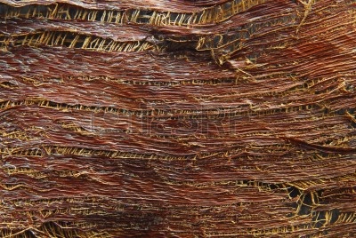 13164210-textura-de-la-corteza-de-los-arboles-de-palma.jpg
