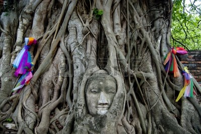 13177744-buddha-head-in-banyan-tree.jpg