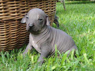 1323967064_291538365_3-Perro-sin-pelo-del-Peru-Perro-Pila-Animales.jpg