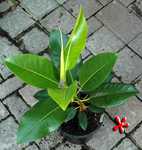 1335-Ficus_macrophylla-Moreton-Bay-Fig.jpg