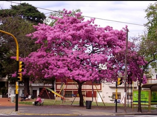 1338420405447-lapachos-en-flor-en-calles-de-buenos-aires_487873.jpg