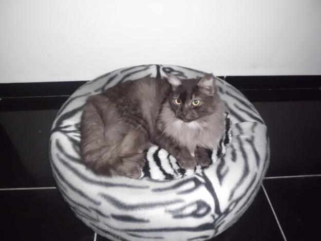 1349021089_442691406_1-Cama-de-gato-com-pneu-Campo-Limpo.jpg