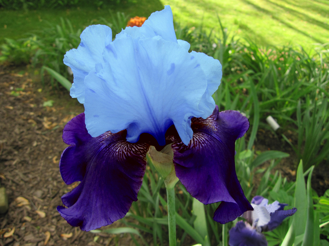 1357901024Iris_Germanica_als_Blue_bird_Wine_Spotstarter_jpg.jpg