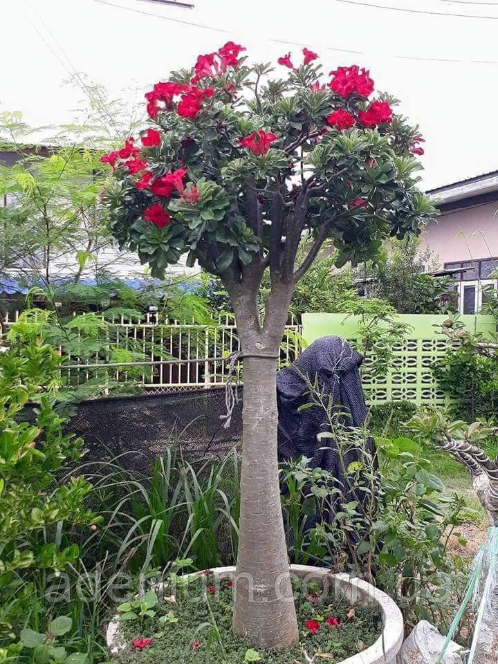 1381781179_adenium-somalense-var.jpg
