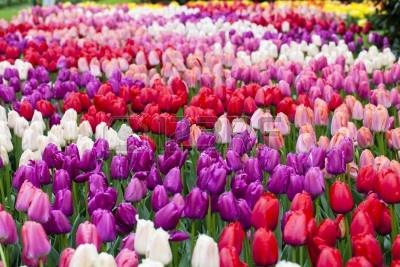 13884803-campo-de-wiht-rojo-rosa-y-tulipanes-morados.jpg