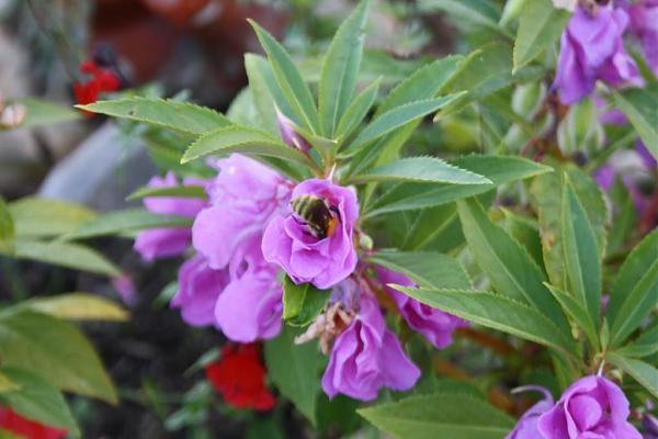 13931d1286142400t-el-jardin-de-manolete-img_1381b.jpg