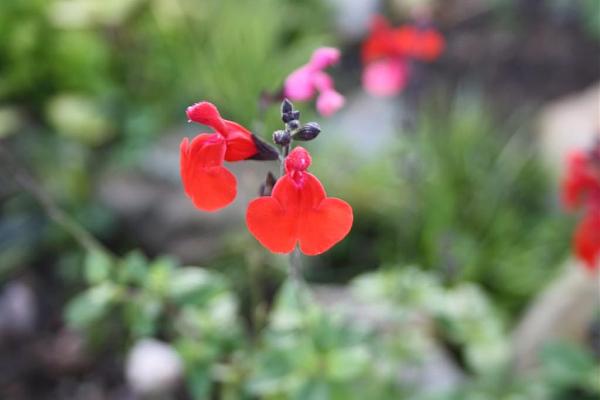 13932d1286142400t-el-jardin-de-manolete-img_1467b.jpg