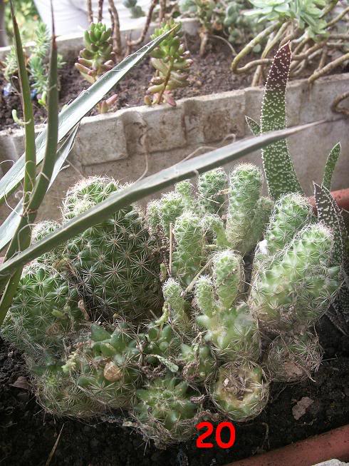 13_cactus.jpg