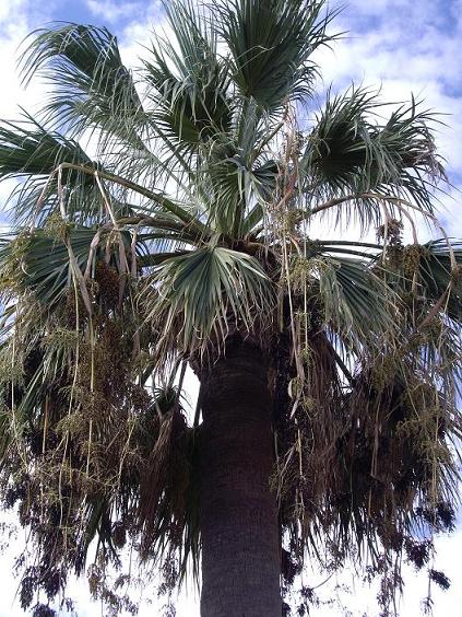 13_Palmera2.JPG
