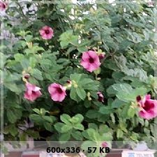 13bfd0103add368dad000a26893c7f57o.jpg