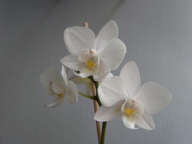 14-03-2014145_zps2f3e0c03.jpg
