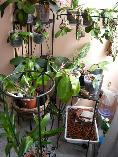 14-06-09-005jpg-rincn-orquis.jpg