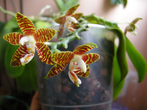 14-06-09-025jpg-Amboinensis.jpg