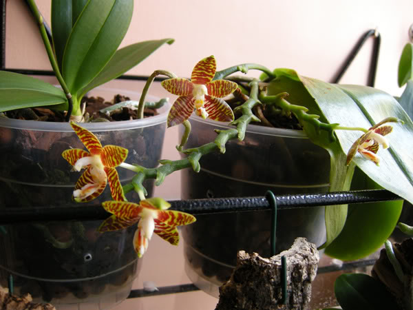 14-06-09-026jpg-Amboinensis.jpg
