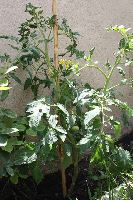 14%252520-%252520Tomates_suelo_3.JPG