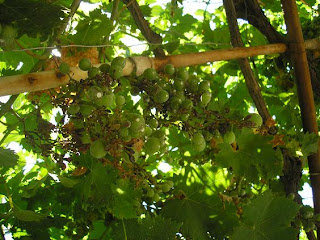 14+julio+2007...da%25C3%25B1os+en+uvas.JPG