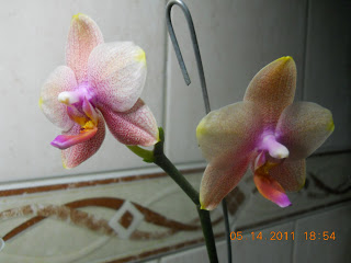 14052011+045.JPG