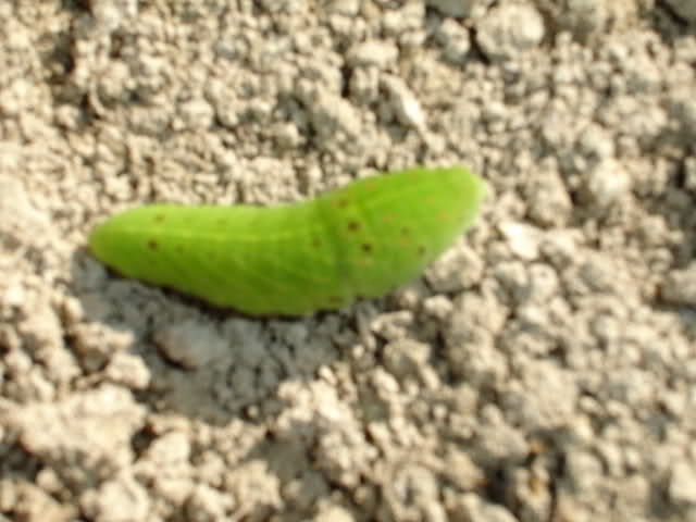 141jx3.jpg