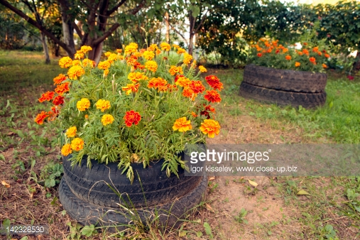 142328530-flowers-in-old-tires-gettyimages.jpg