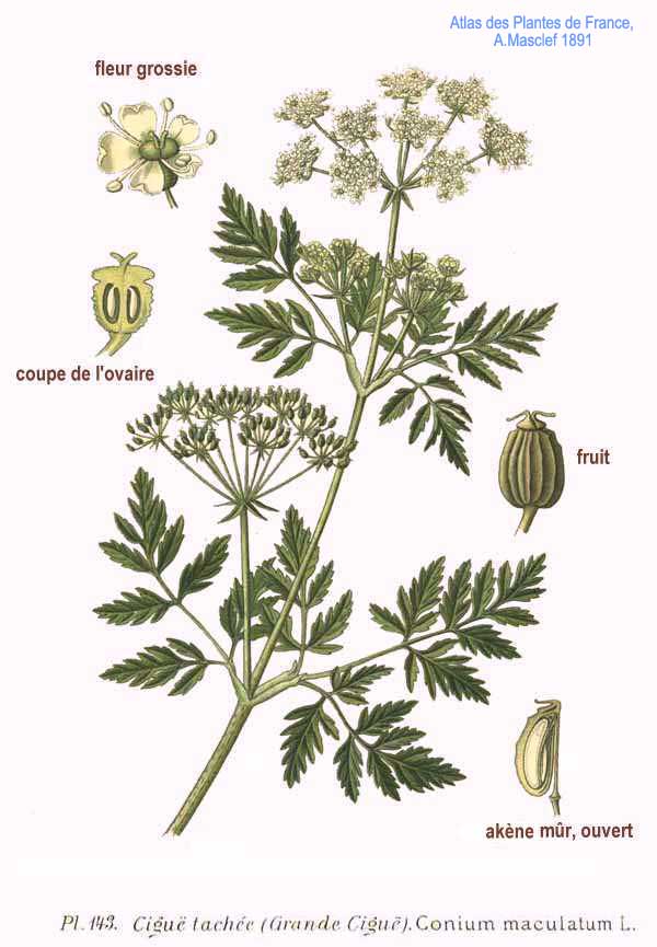 143_Conium_maculatum_L.jpg