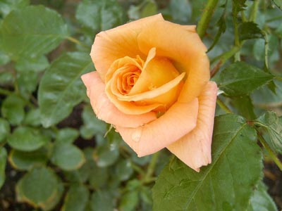 144.jpg