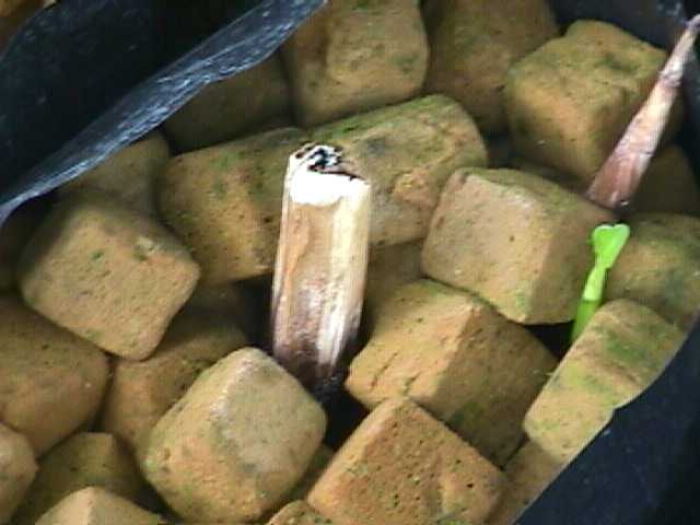 145.jpg