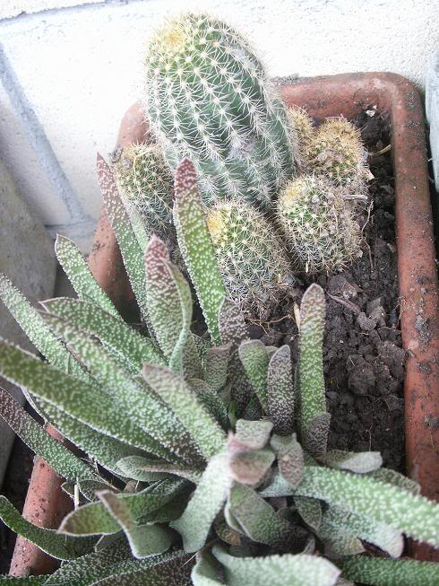 14_cactus.jpg