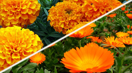 14_cempasuchil_calendula.jpg