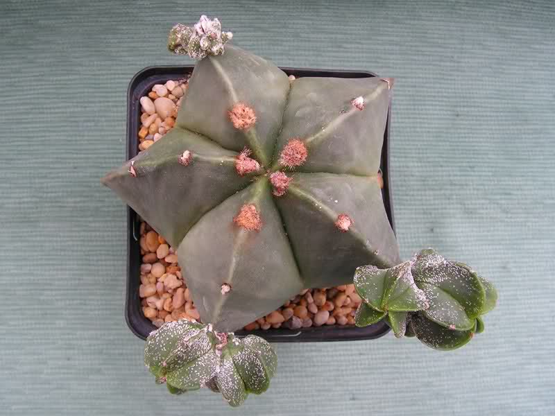 14dqa91.jpg