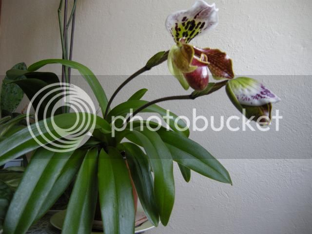 15-01-15064_zpse718ea8c.jpg