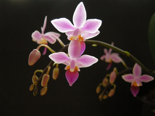 15-04-08-015jpg-Phal-Equestris.jpg