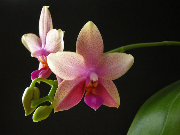 15-04-08-026jpg-Phal-Liodoro.jpg