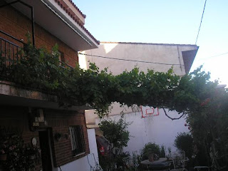 15+junio+2010+parra+uva+moscatel.JPG
