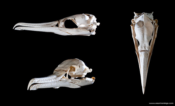 1501-Cormorant-Skull_web.jpg