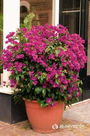 15062011183542_bougainvillea-glabra161544.jpg