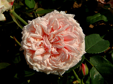 150_Glorie_de_Dijon_0924.jpg