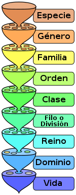 150px-11866.0.Biological_classification_L_Pengo_es.svg.png