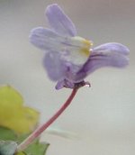 150px-Cimbalaria_muralis_flor2.jpg