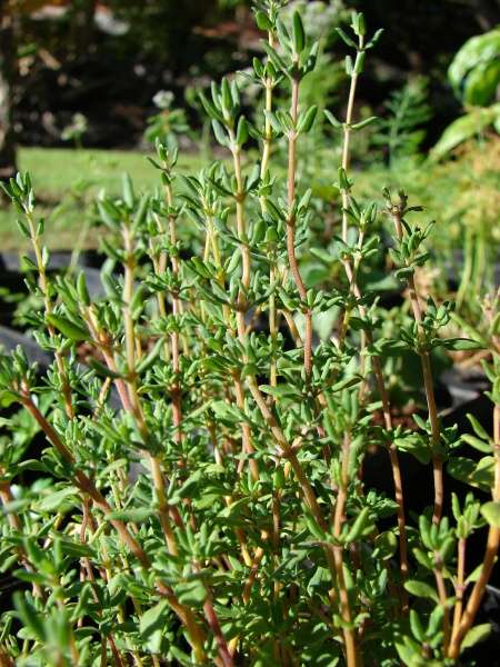 15277-Thymus-serpyllum.jpg