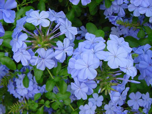 153-plumbago-capensis.jpg