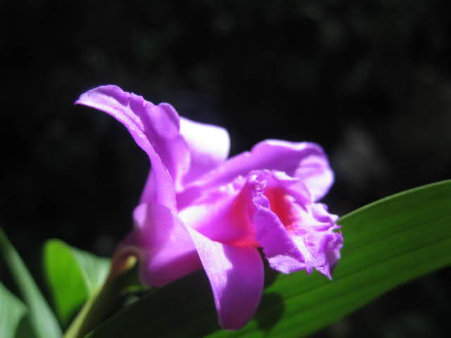 153v5n5.jpg